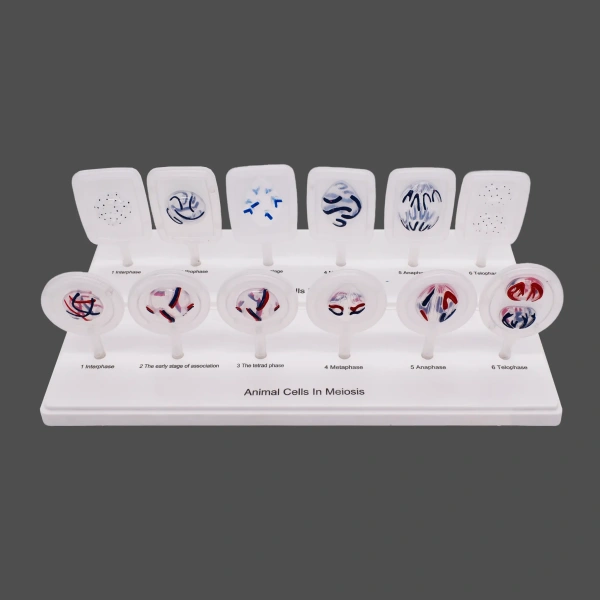 Модель «Митоз и мейоз клетки»